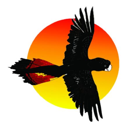 Black Cockatoo in Flight over Sun Thumbnail